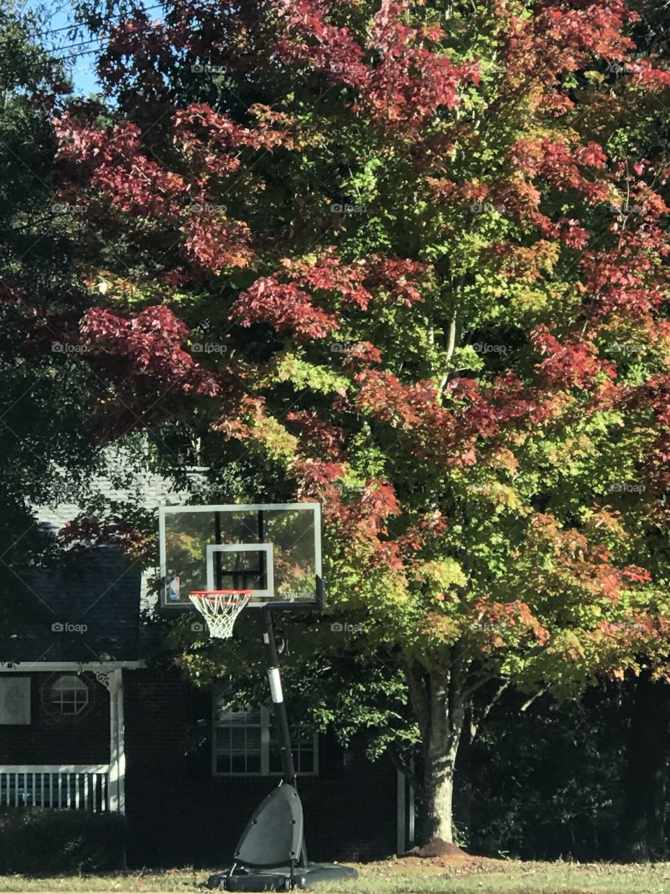 Basketball fall 