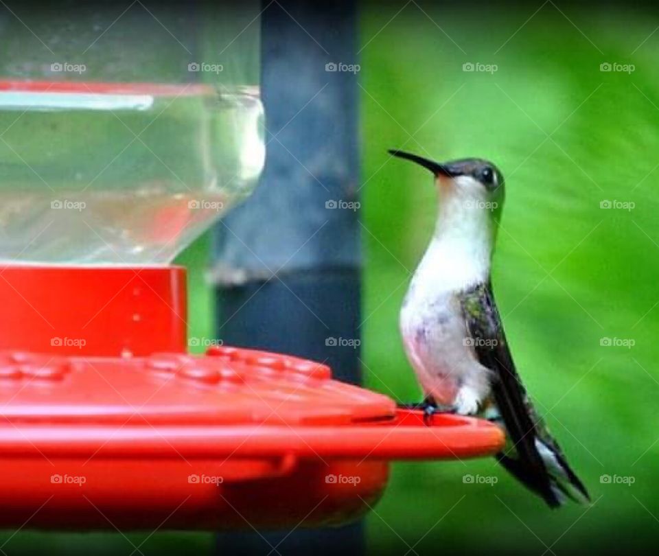 Hummingbird 