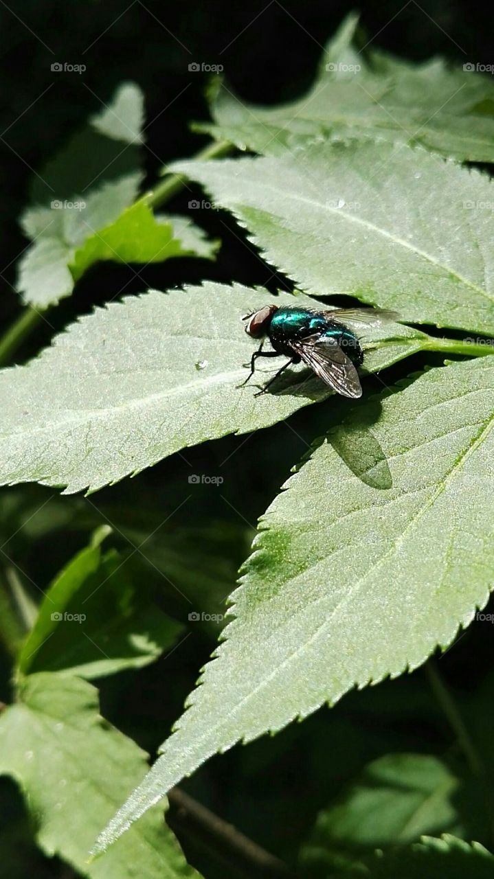 Fliege auf Blatt, Nahaufnahme von Fliege, Fliege, Blatt, Insekt, Tier, Natur, Flügel