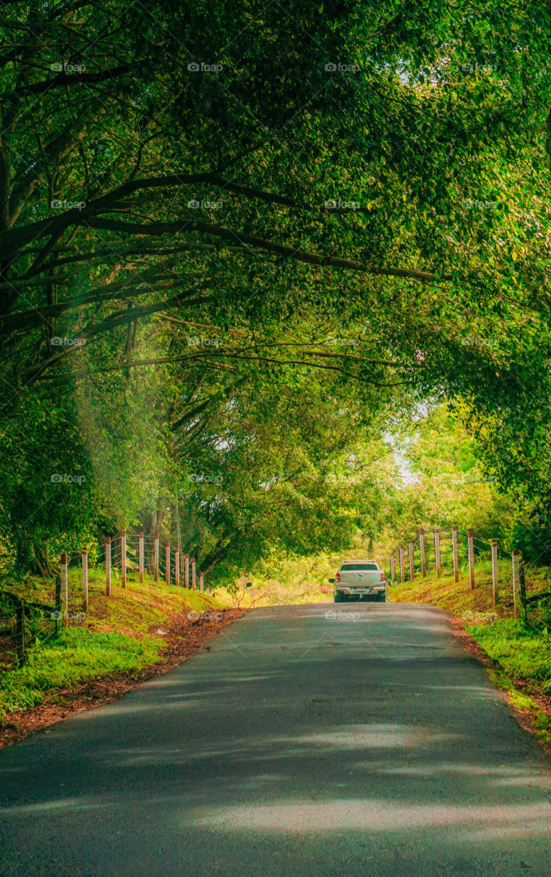 Road in the middle of a beautiful green forest