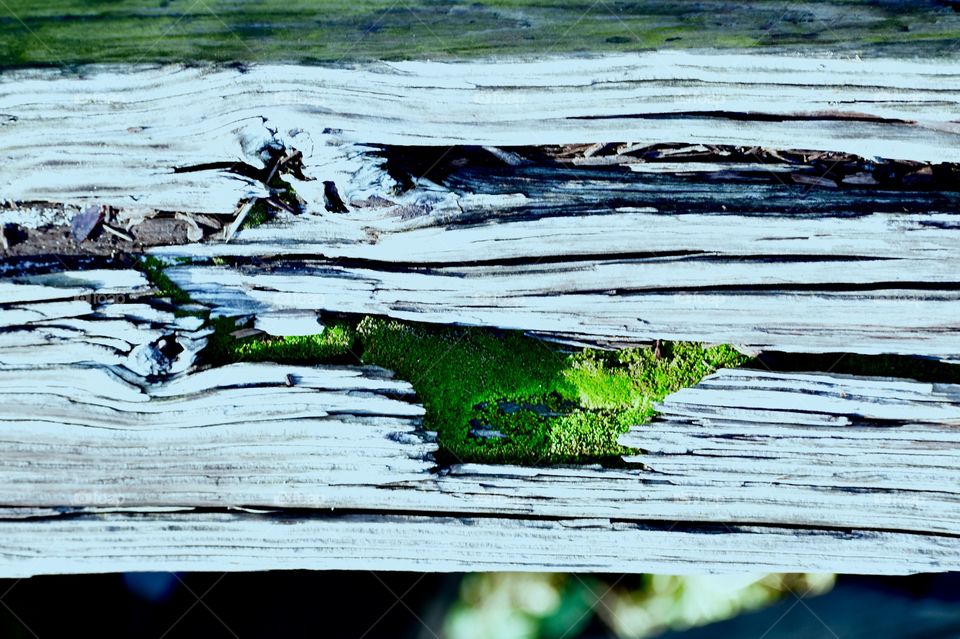 Old railway rail and moss
