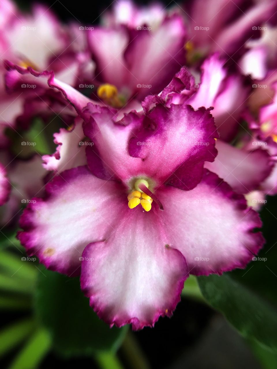 Violets... a small flower, which colors vary from violet, to tiptoe to white, and that represents modesty. A beautiful and cute flower...