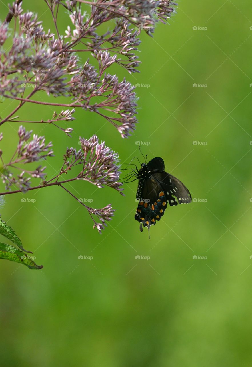 Eastern Black Swallowtail Butterfly on Pink Wildflower