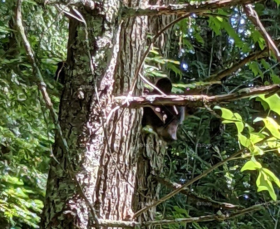 cub in a tree