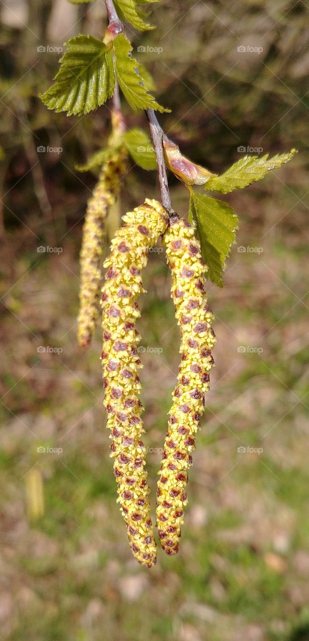 birke Pollen ba Frühling blatt Baum