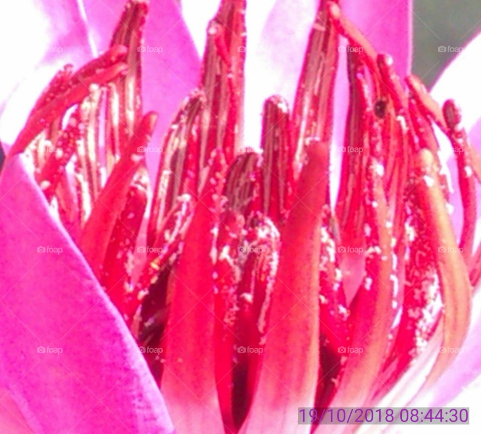 This is the flowers of lotus Pinky-pinky lovely coler
