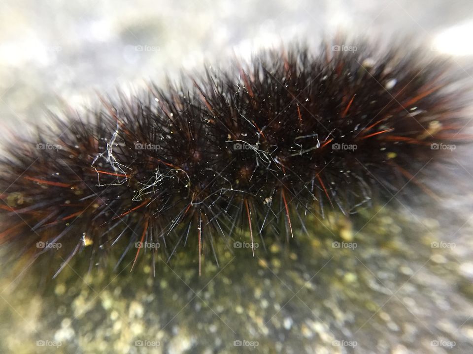 Close-up of fluffy caterpillar