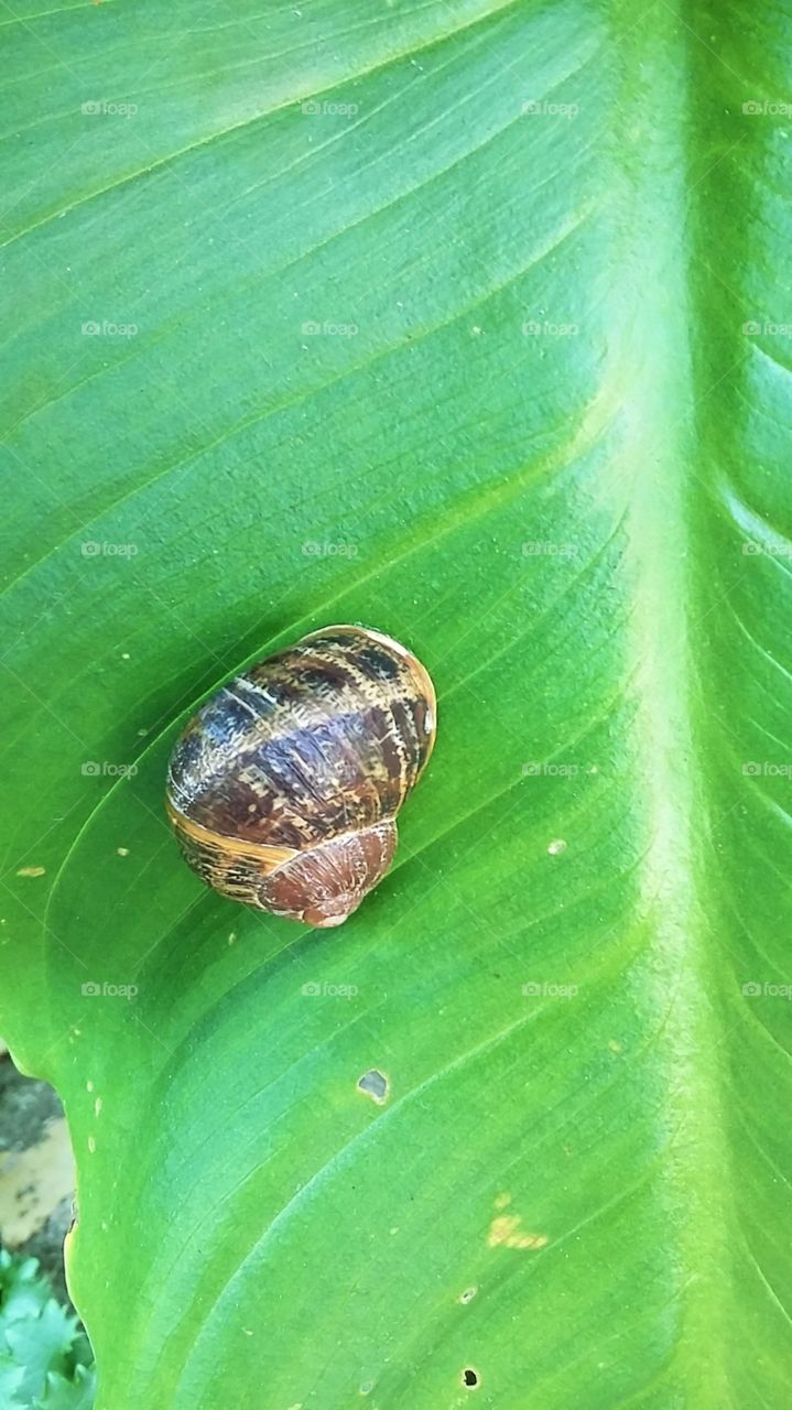 Close-up of Snail
