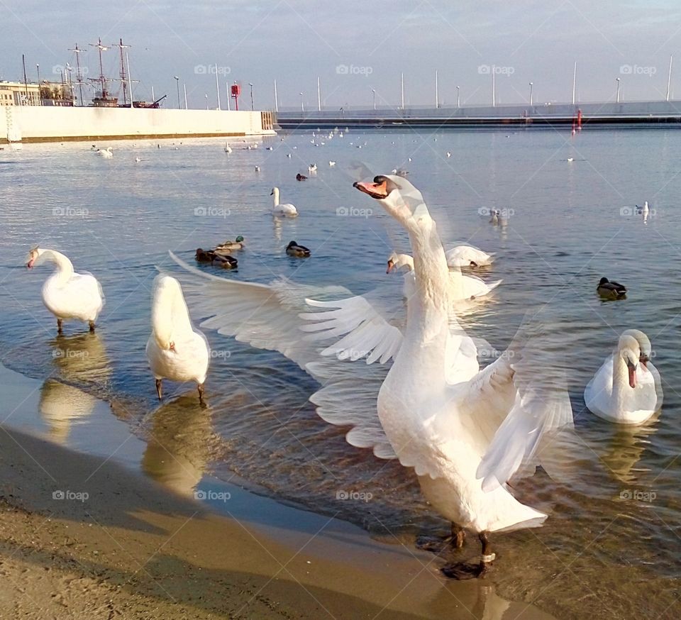 Swan, Bird, Water, Seagulls, Goose