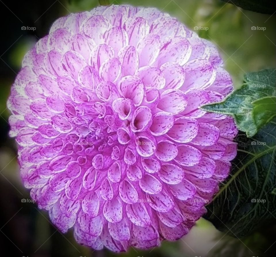 Strolling through the Dahlia garden at the arboretum I came across the big ball dahlia with its whimsical shape and candy color