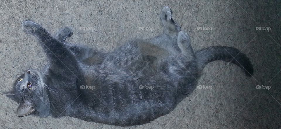 Cat playing on its back on a rug