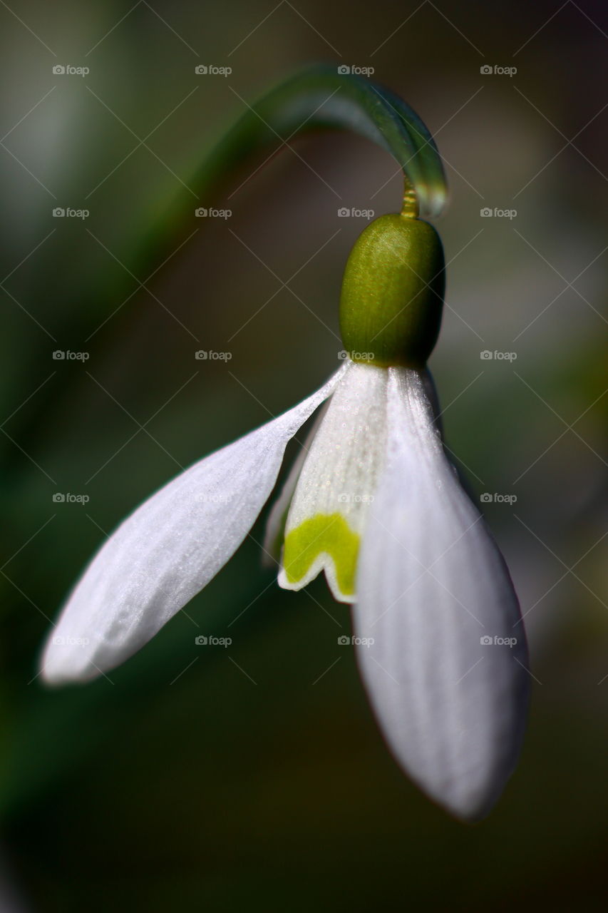Snowdrop close-up. First sign of spring.