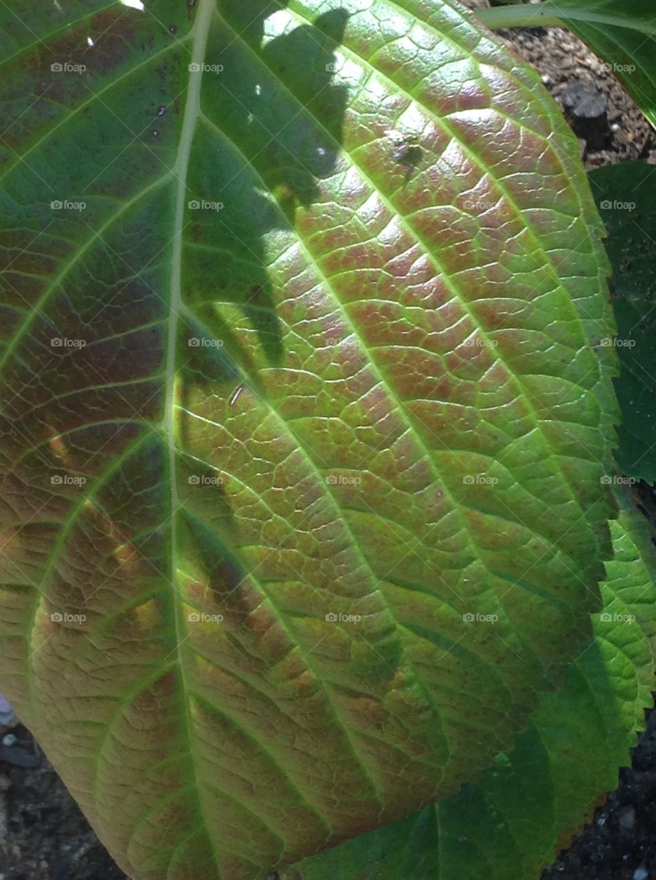 A leaf perfect symmetry.