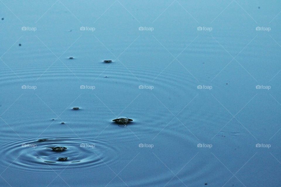 ripples