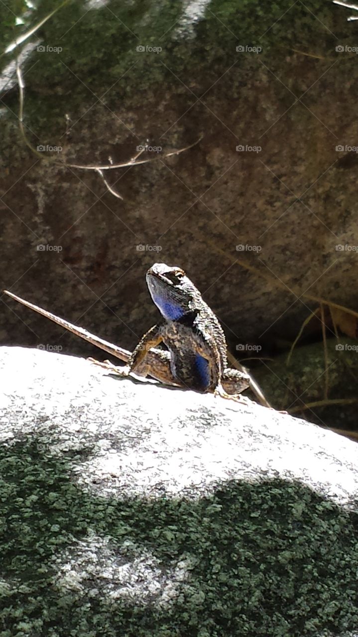 Nature, No Person, Outdoors, Wildlife, Water