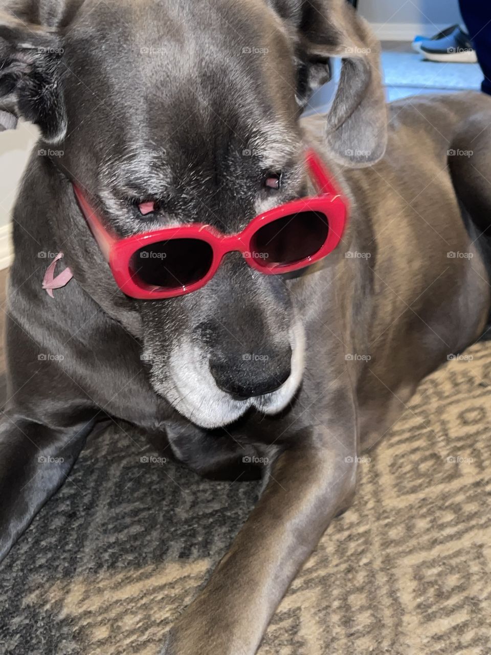 beautiful great dane