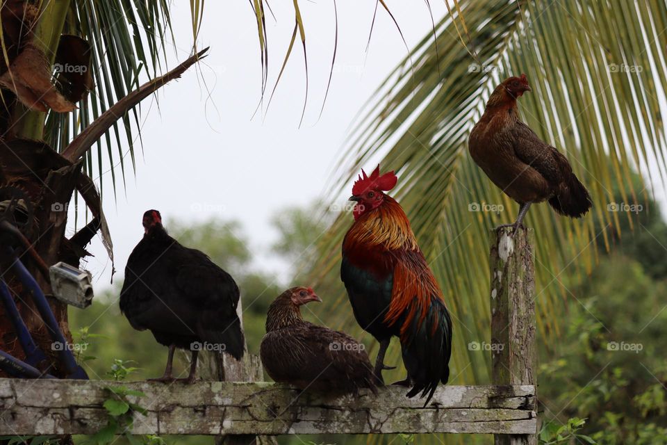 Rooster and chickens perched on wooden fences after the rain