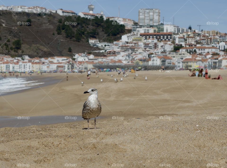 Seagull enjoying the beach at Nazaré, Portugal 