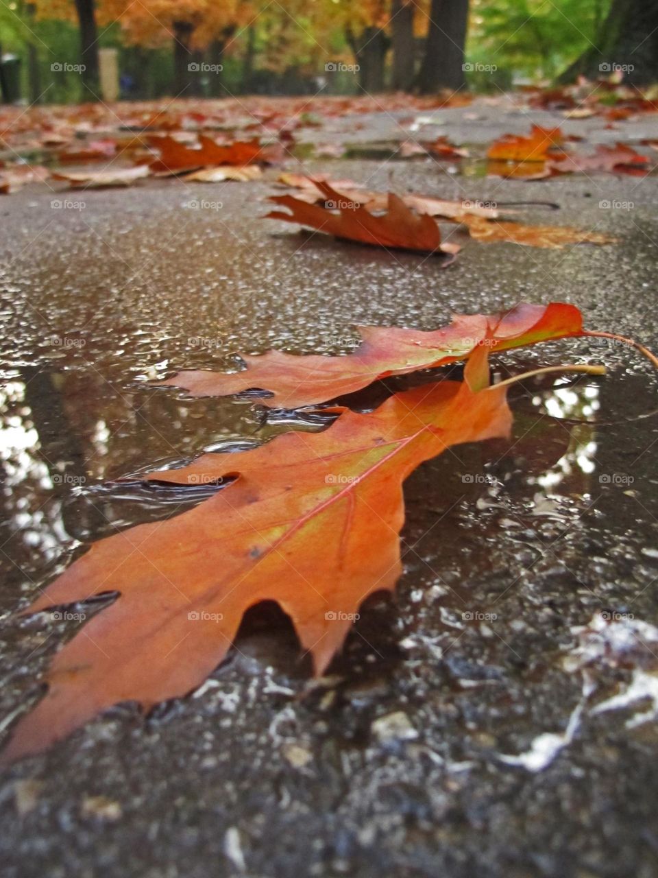 Autumn urban landscape 