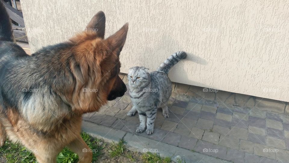 Mammal, Animal, Pet, Cute, Dog