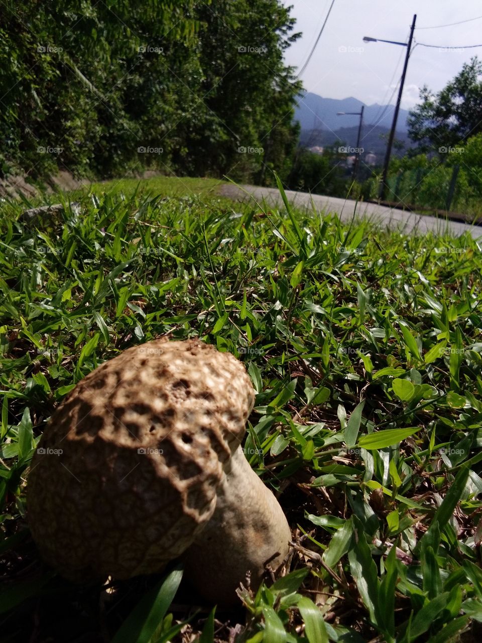 mushroom on the hill