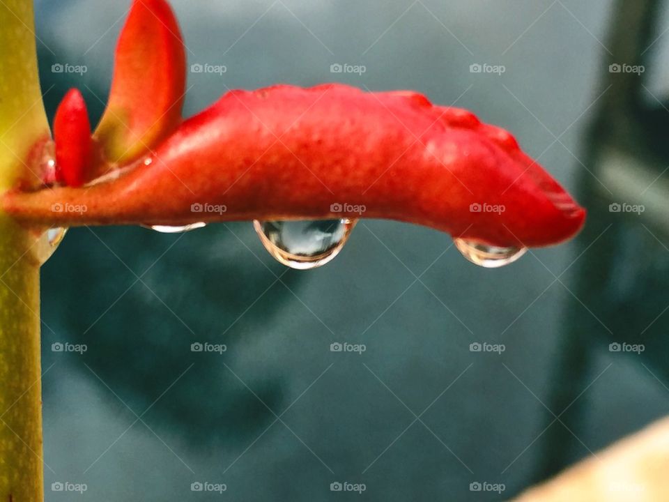 Succulent With Water Droplets
