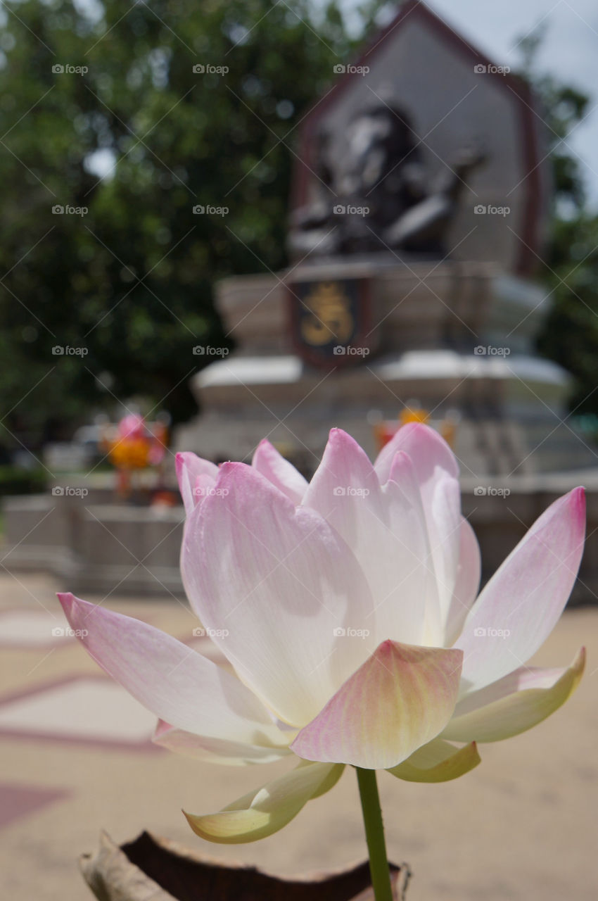 pink statue petal lotus by sonchai