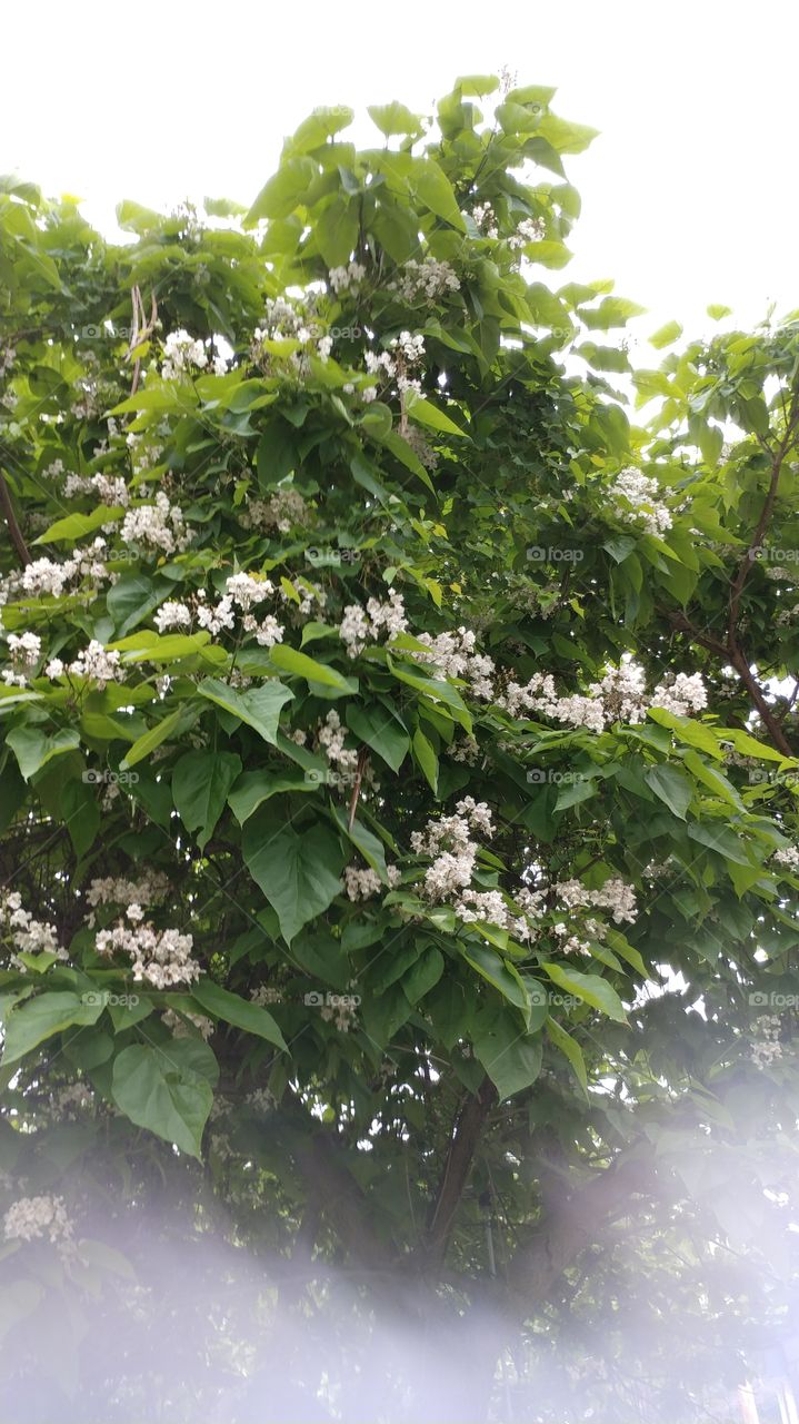 Leaves Flowers