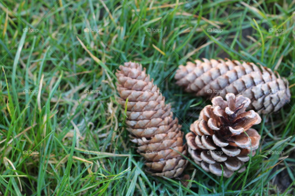 Pine cones on ground . Group of three pine cones on grass