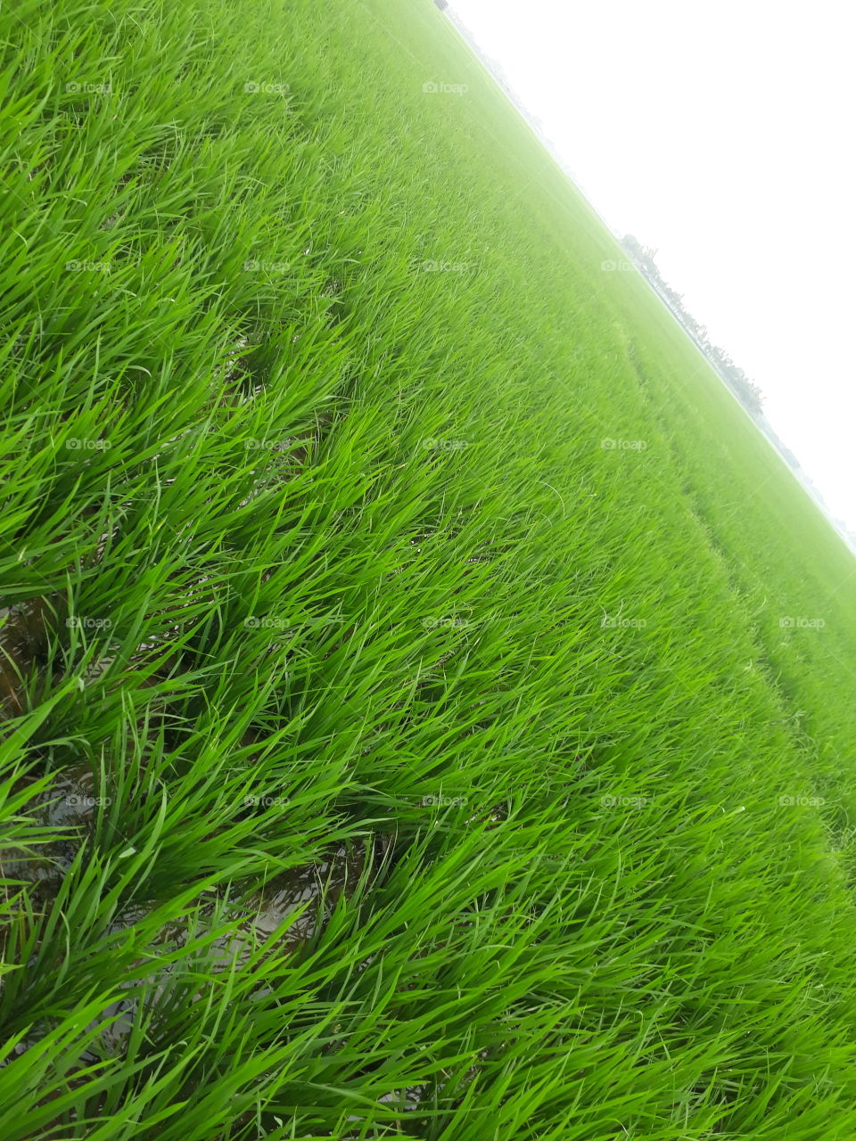 nice rice tree in Indian village