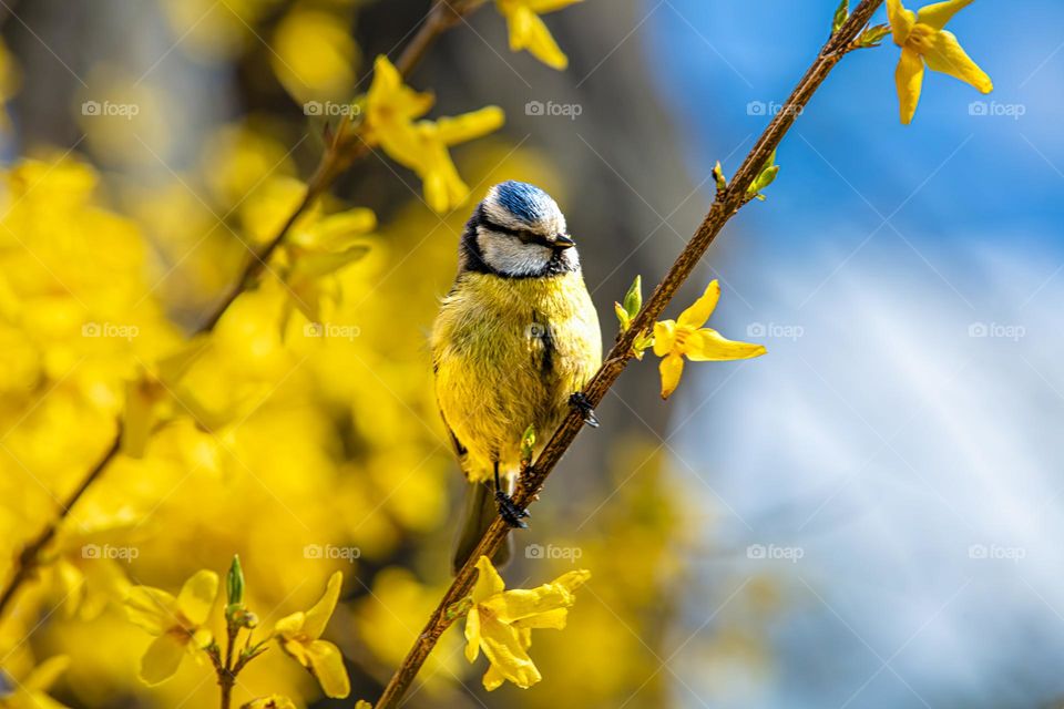 Blue tit perched on a yellow forsythia branch