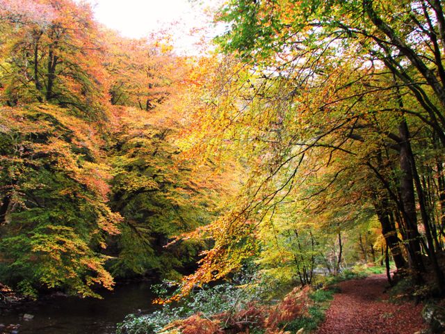 Fall, Leaf, Wood, Tree, Nature