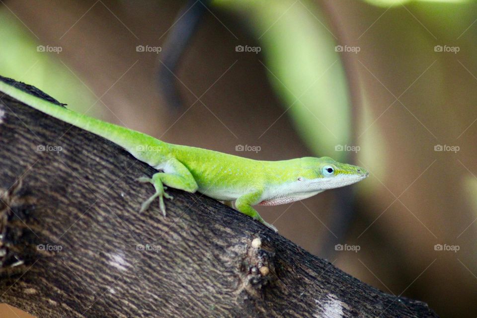 Gecko 