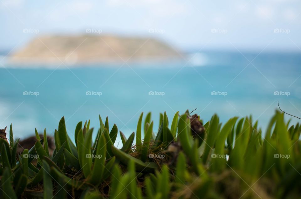 sea. grass on the sea shore