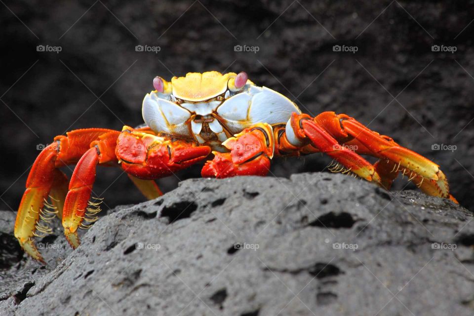 Colorful Crab