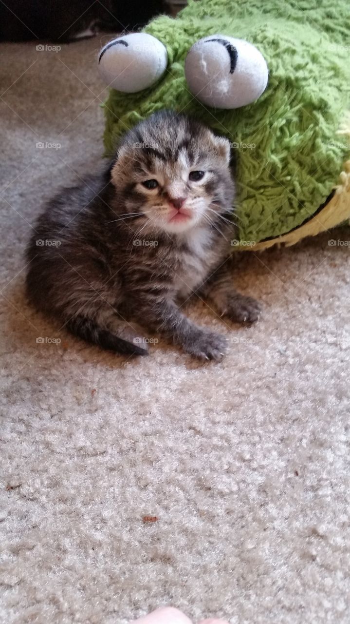 Tamaket at 3 weeks old. She is such a cute kitty and so adventurous.