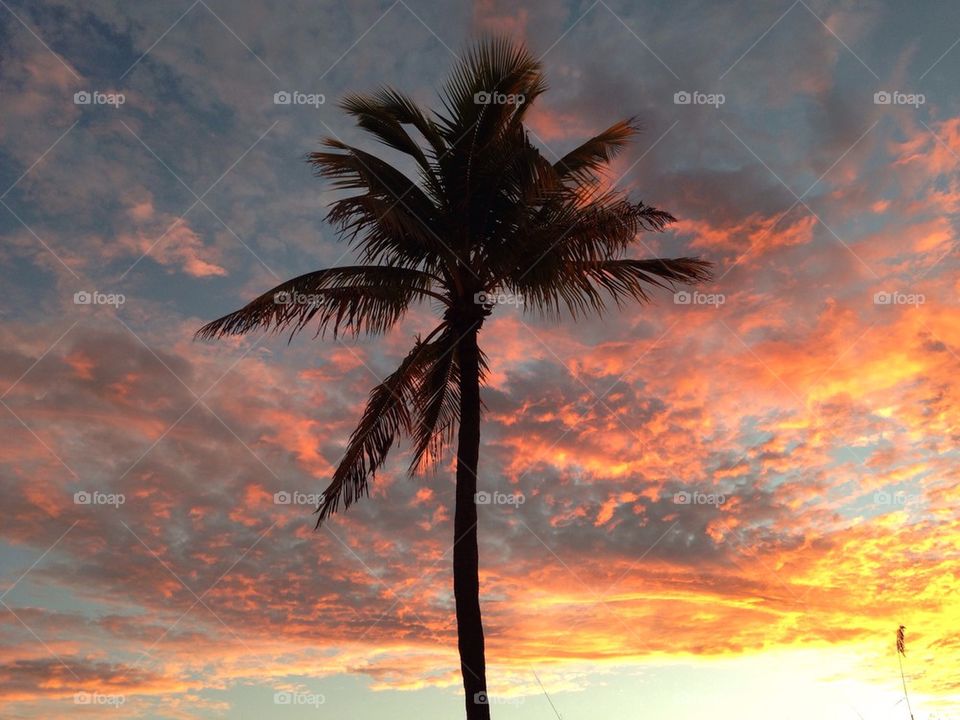 Palm Tree Sunrise