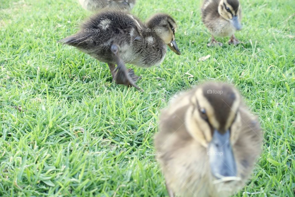 Close-up of ducklings on the grass.