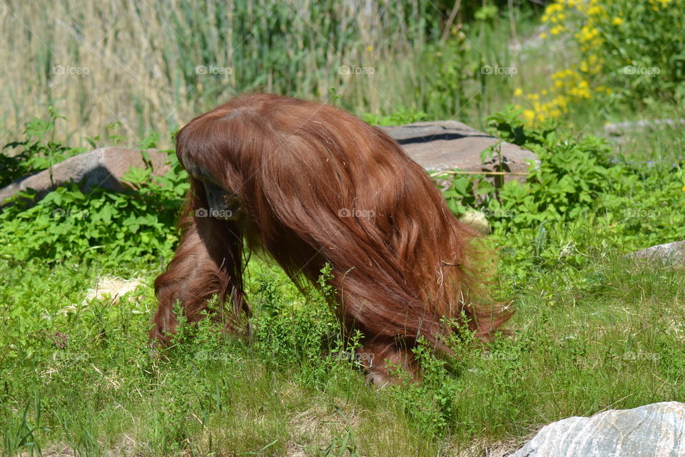 Orangutang