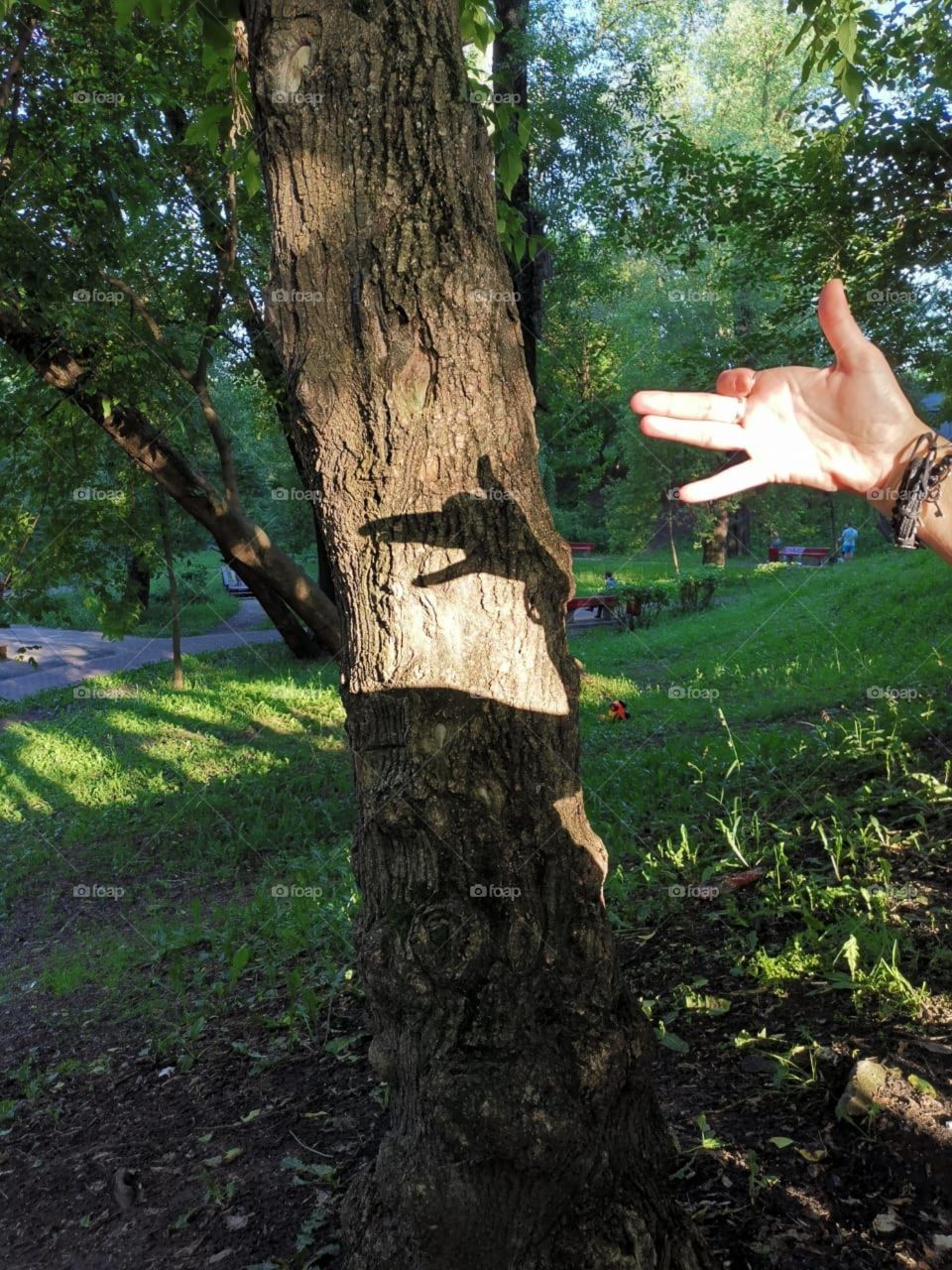 Shadow of a dog by hand on a tree