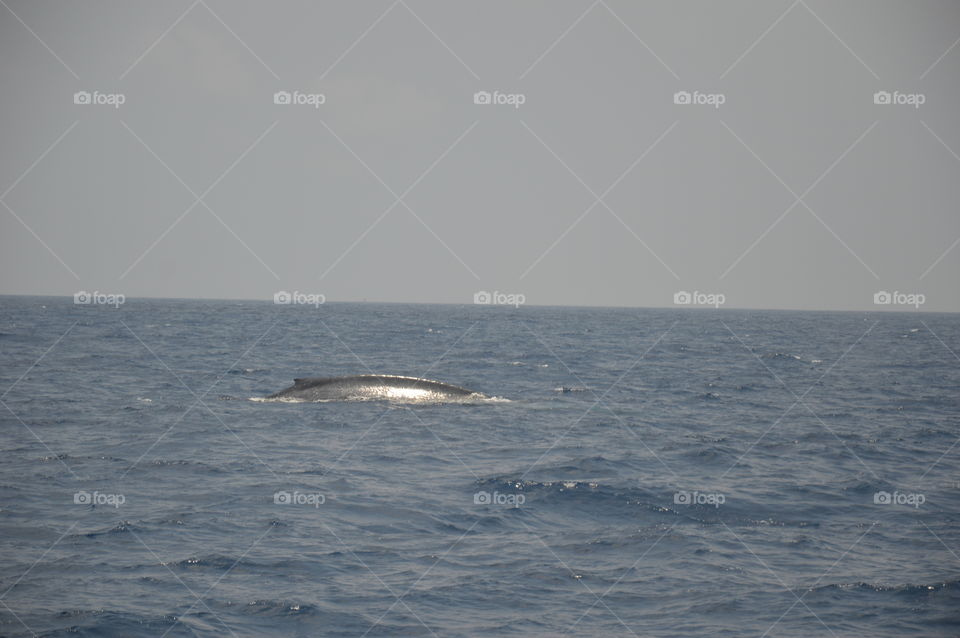 Blue Whale
