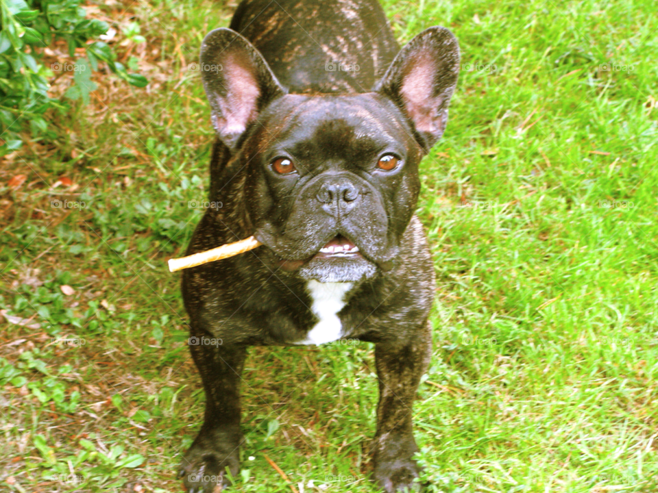 Funny dog. Playful bulldog looks like he is smoking