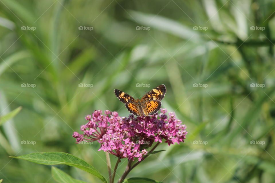 pearl crescent butterfly enjoying the milkweed