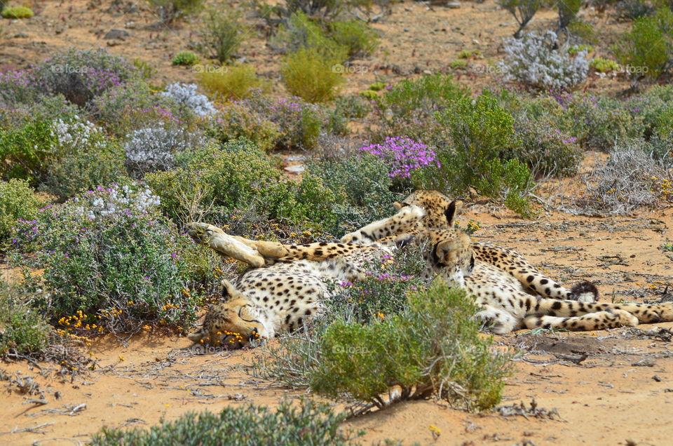 Safari in South Africa