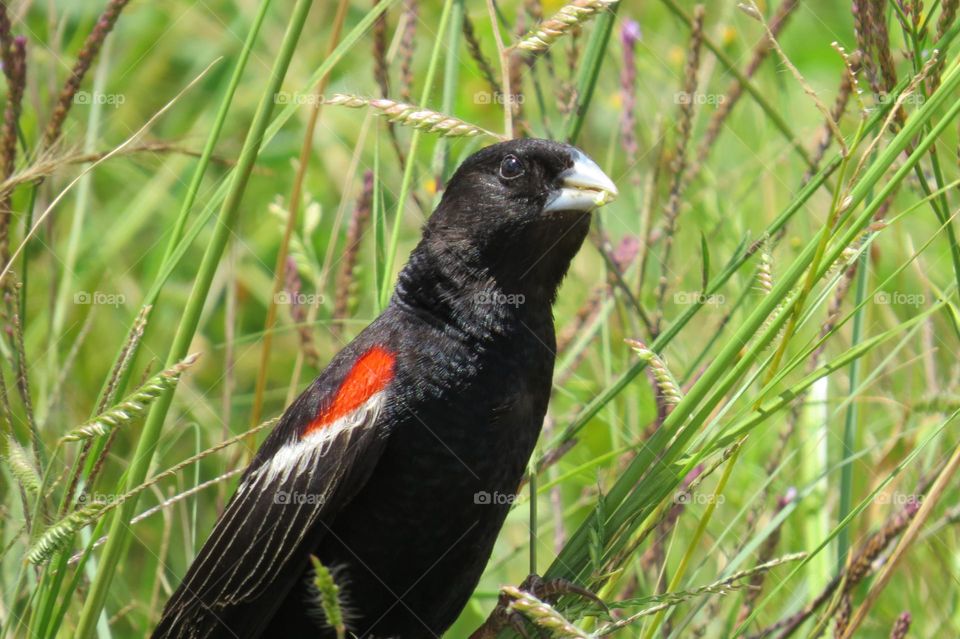 Bird eating a seed