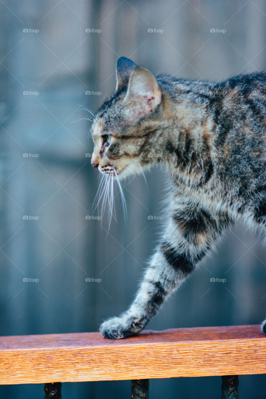 Profile of Tabby Cat Walking 