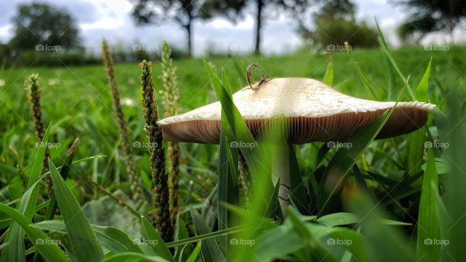 Insect on toadstool 