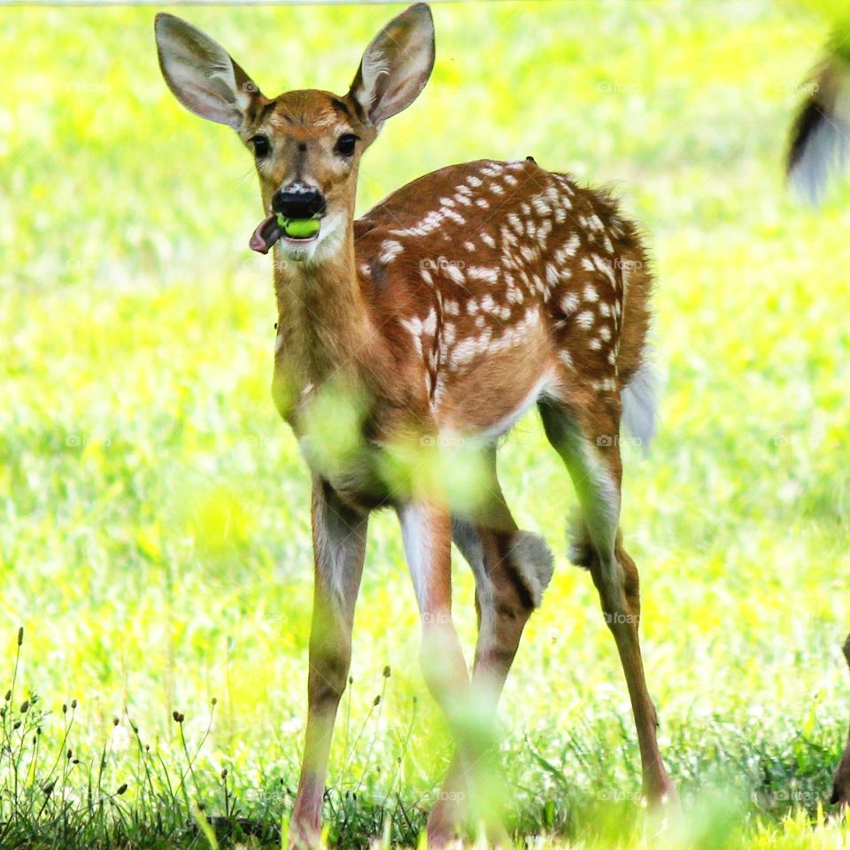 Tongue out, ears up, sweet little fawn enjoying an apple on a beautiful fall day