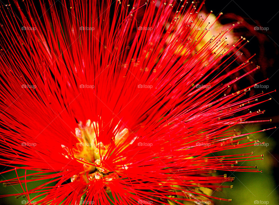 flower polen red bush by cataana
