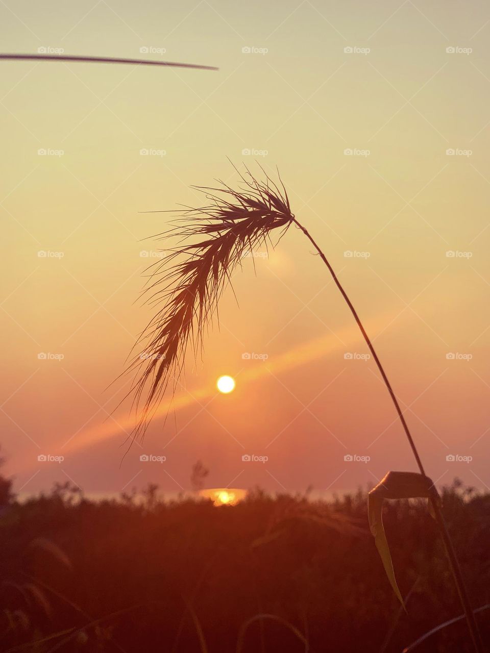 Wheat ear in the field 🌾